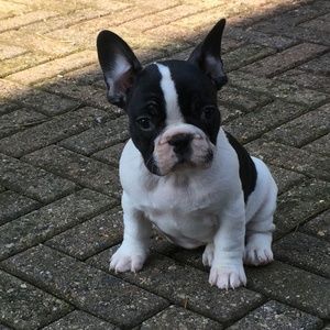 Meet your Posher, Annette